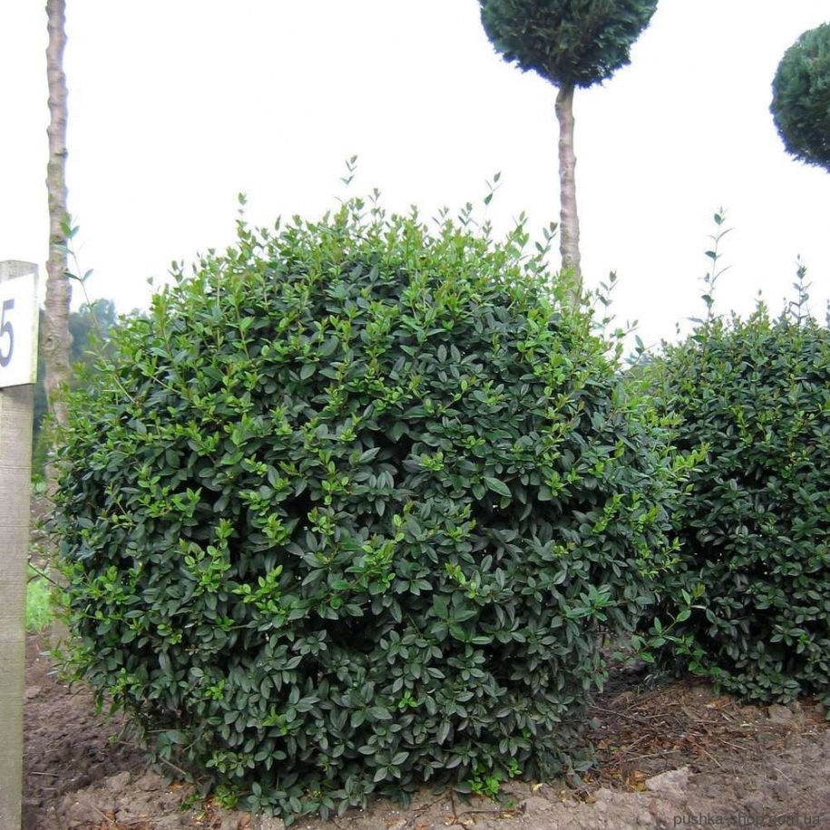Бирючина обыкновенная (Ligustrum vulgare) .