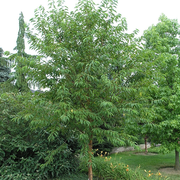 Черемуха Маака (Prunus maackii)