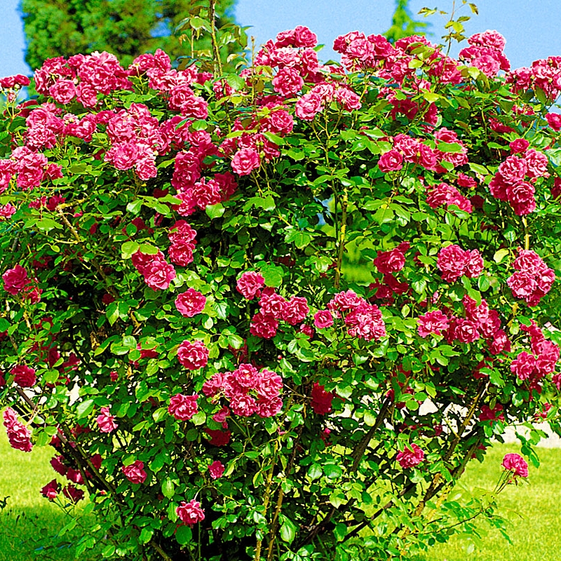 Шиповник/роза морщинистая (Rósa rugósa)